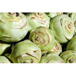 KALAREPA 1SZT / turnip cabbage