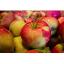 JABŁKO 1SZT - 0,5KG / APPLE